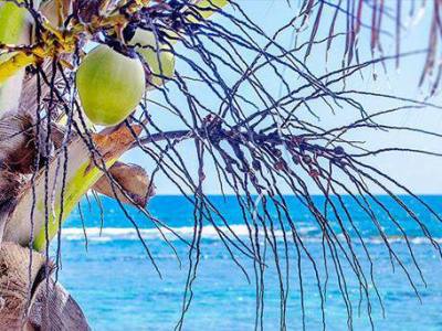 Mon ami l&rsquo;été